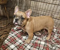 Hayden Price Reduced  🎄, a male French Bulldog for sale in Perry, MO – Photo 6 of 10
