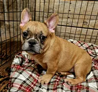 Hayden Price Reduced  🎄, a male French Bulldog for sale in Perry, MO – Photo 8 of 10