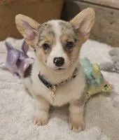 Piper, a female Pembroke Welsh Corgi for sale in Perry, MO – Photo 3 of 10