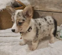 Piper, a female Pembroke Welsh Corgi for sale in Perry, MO – Photo 9 of 10