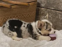 Piper, a female Pembroke Welsh Corgi for sale in Perry, MO – Photo 7 of 10