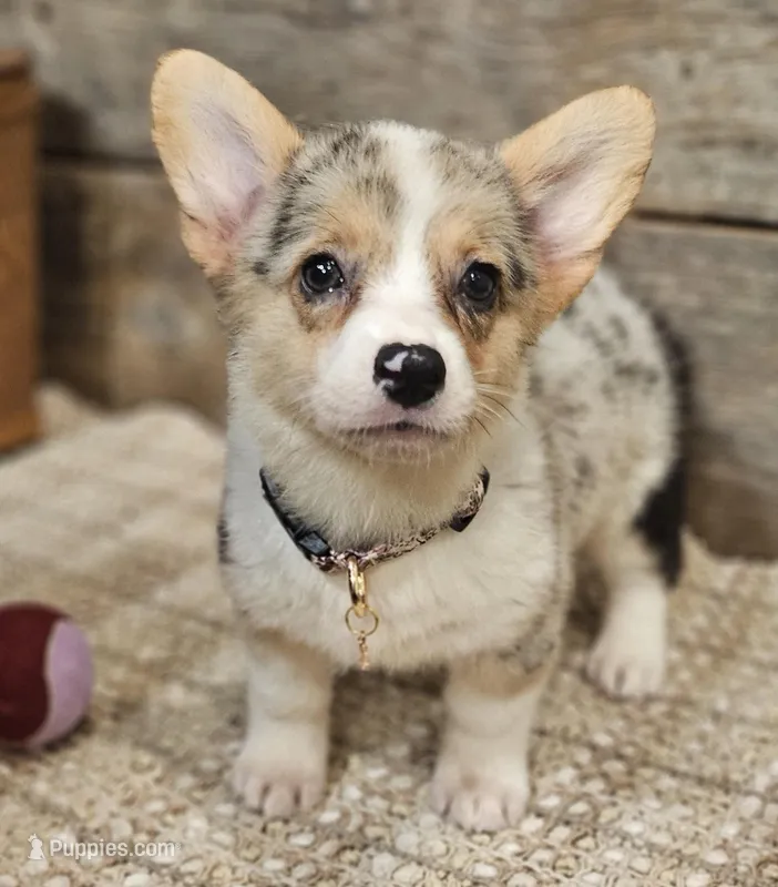 Piper – Pembroke Welsh Corgi puppy for sale in Perry, MO