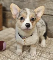 Piper, a female Pembroke Welsh Corgi for sale in Perry, MO – Photo 1 of 10