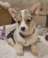 Piper, a female Pembroke Welsh Corgi for sale in Perry, MO – Photo 6 of 10