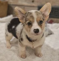 Piper, a female Pembroke Welsh Corgi for sale in Perry, MO – Photo 8 of 10