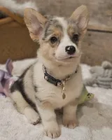 Piper, a female Pembroke Welsh Corgi for sale in Perry, MO – Photo 5 of 10