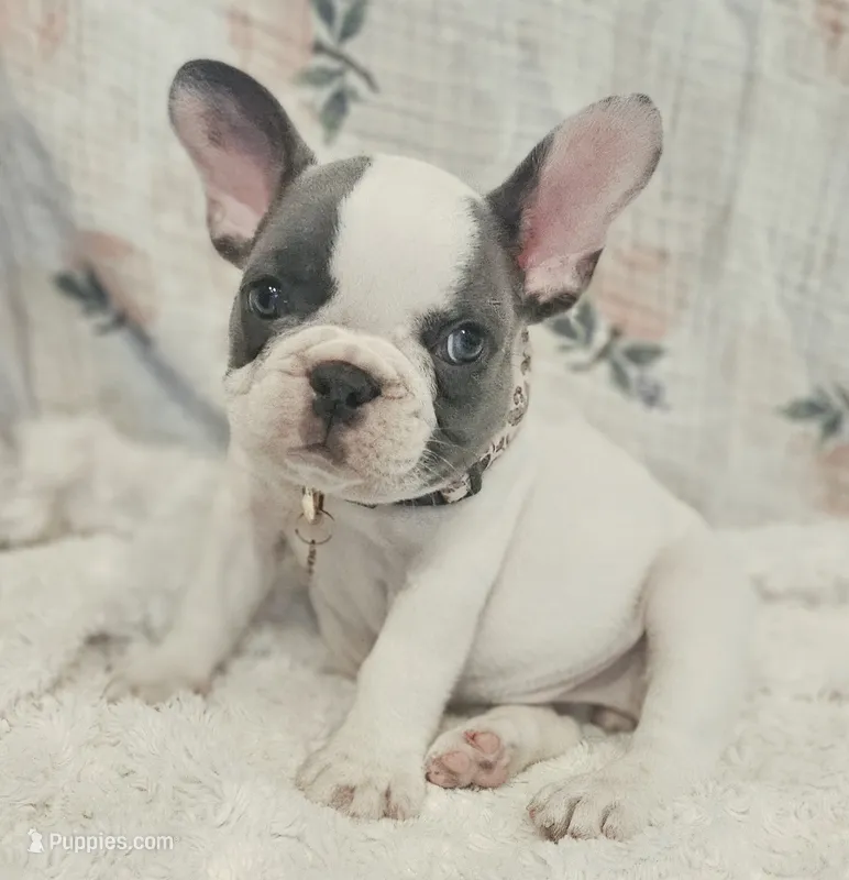 Tinsley – French Bulldog puppy for sale in Perry, MO