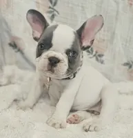 Tinsley, a female French Bulldog for sale in Perry, MO – 1 of 10