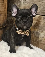 Jack, a male French Bulldog for sale in Perry, MO – 4 of 10