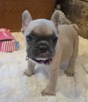 Tatum , a female French Bulldog for sale in Perry, MO – 2 of 10