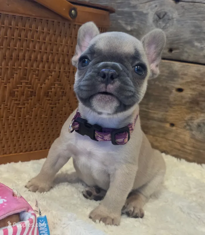 Tatum  – French Bulldog puppy for sale in Perry, MO
