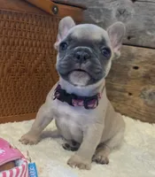Tatum , a female French Bulldog for sale in Perry, MO – 1 of 10