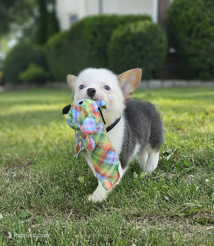 Sprout – Pembroke Welsh Corgi puppy for sale in Perry, MO