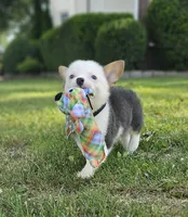 Sprout, a male Pembroke Welsh Corgi for sale in Perry, MO – 1 of 10