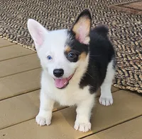 Penny, a female Pembroke Welsh Corgi for sale in Perry, MO – 3 of 8