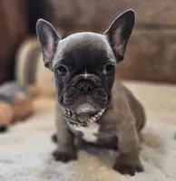Silas, a male French Bulldog for sale in Perry, MO – 5 of 10