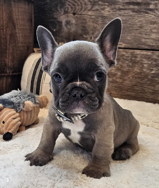 Silas – French Bulldog puppy for sale in Perry, MO