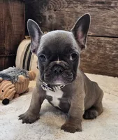 Silas, a male French Bulldog for sale in Perry, MO – 1 of 10
