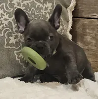 Gizmo, a male French Bulldog for sale in Perry, MO – 6 of 10
