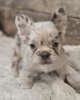 Merle, a male French Bulldog for sale in Perry, MO – Photo 5 of 5