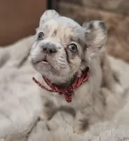 Merle, a male French Bulldog for sale in Perry, MO – Photo 3 of 5