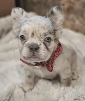 Merle, a male French Bulldog for sale in Perry, MO – Photo 2 of 5