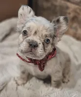 Merle, a male French Bulldog for sale in Perry, MO – Photo 1 of 5