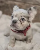 Merle, a male French Bulldog for sale in Perry, MO – Photo 4 of 5