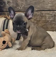 Sawyer, a male French Bulldog for sale in Perry, MO – 6 of 10