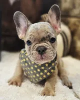 Spunk, a male French Bulldog for sale in Perry, MO – 10 of 10