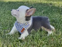 Sprout, a male Pembroke Welsh Corgi for sale in Perry, MO – 3 of 10