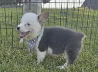 Sprout, a male Pembroke Welsh Corgi for sale in Perry, MO – 5 of 10
