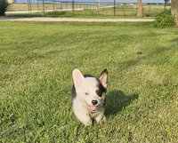 Penny, a female Pembroke Welsh Corgi for sale in Perry, MO – 7 of 8