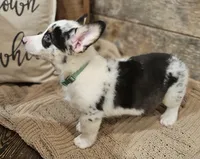 Maverick , a male Pembroke Welsh Corgi for sale in Perry, MO – 6 of 10