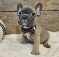 Sawyer, a male French Bulldog for sale in Perry, MO – 5 of 10