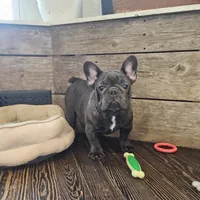 THEO...So HANDSOME (New pics)!, a male French Bulldog for sale in Perry, MO – Photo 6 of 10