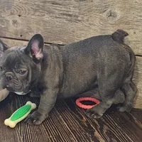 THEO...So HANDSOME (New pics)!, a male French Bulldog for sale in Perry, MO – Photo 2 of 10