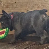 THEO...So HANDSOME (New pics)!, a male French Bulldog for sale in Perry, MO – Photo 7 of 10