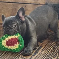 THEO...So HANDSOME (New pics)!, a male French Bulldog for sale in Perry, MO – Photo 5 of 10