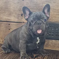 THEO...So HANDSOME (New pics)!, a male French Bulldog for sale in Perry, MO – Photo 9 of 10