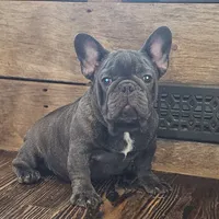 THEO...So HANDSOME (New pics)!, a male French Bulldog for sale in Perry, MO – Photo 4 of 10
