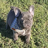 THEO...So HANDSOME (New pics)!, a male French Bulldog for sale in Perry, MO – Photo 3 of 10