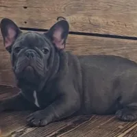 THEO...So HANDSOME (New pics)!, a male French Bulldog for sale in Perry, MO – Photo 8 of 10