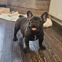 THEO...So HANDSOME (New pics)!, a male French Bulldog for sale in Perry, MO – Photo 10 of 10