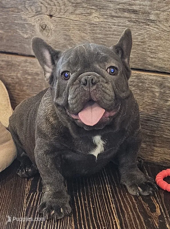 THEO...So HANDSOME (New pics)!