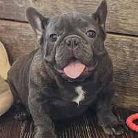 THEO...So HANDSOME (New pics)!, a male French Bulldog for sale in Perry, MO – Photo 1 of 10