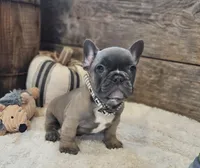 Silas, a male French Bulldog for sale in Perry, MO – 9 of 10