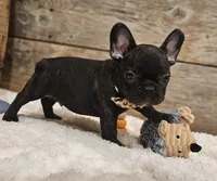 Jack, a male French Bulldog for sale in Perry, MO – 6 of 10