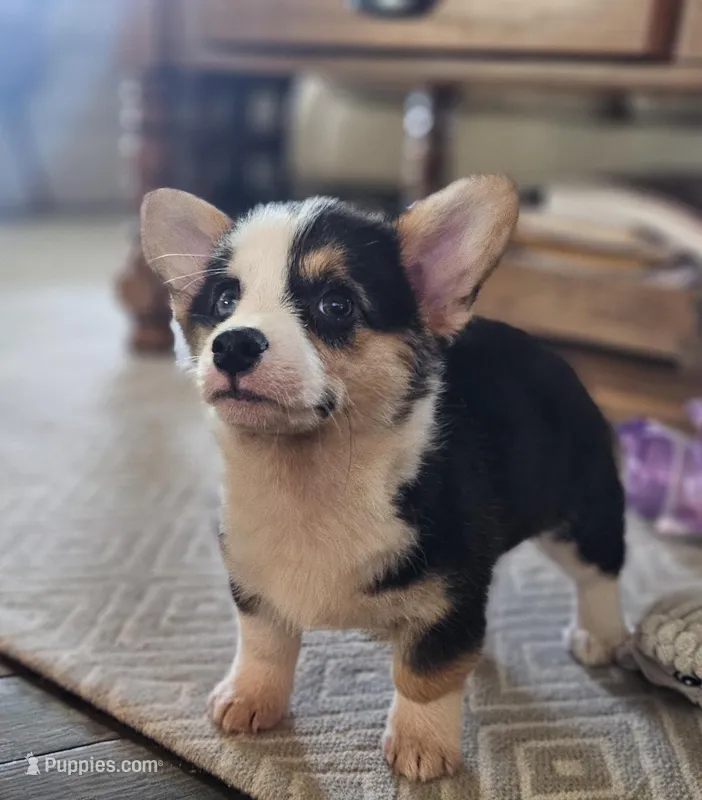 Harper – Pembroke Welsh Corgi puppy for sale in Perry, MO