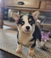 Harper, a female Pembroke Welsh Corgi for sale in Perry, MO – Photo 7 of 10